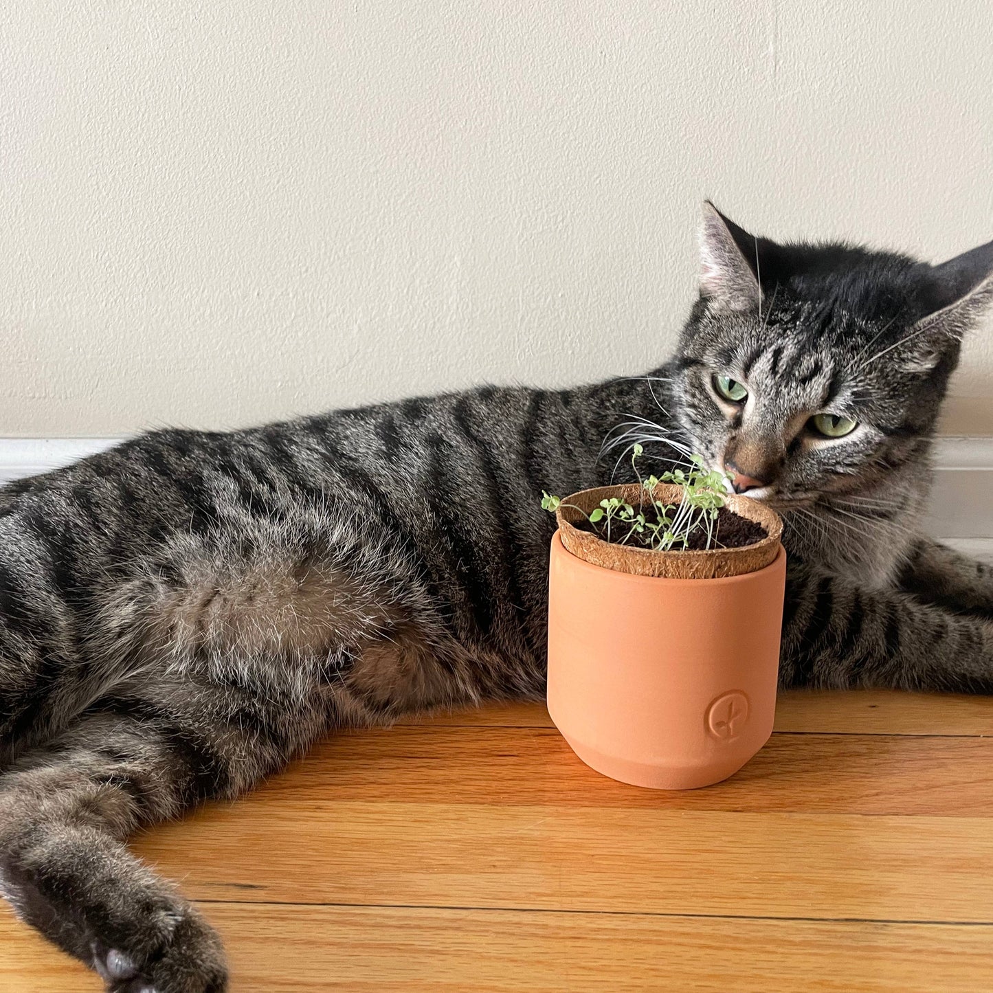 Terracotta Pet Grow Kits