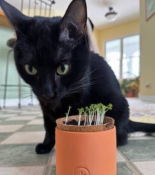 Terracotta Pet Grow Kits