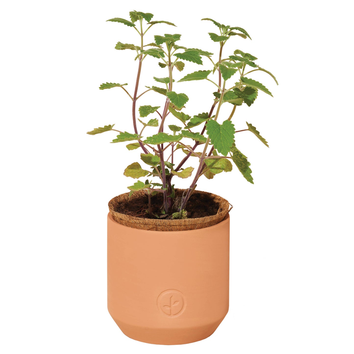 Terracotta Pet Grow Kits