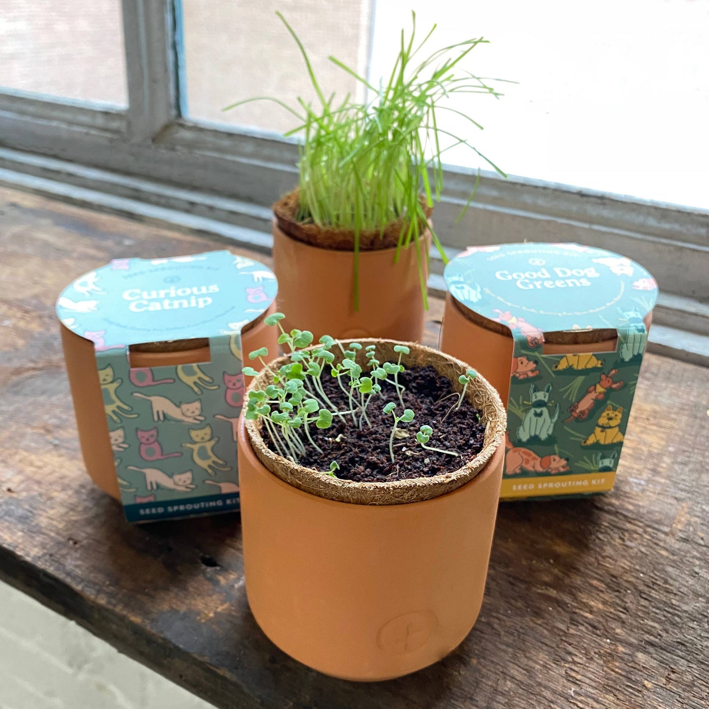 Terracotta Pet Grow Kits