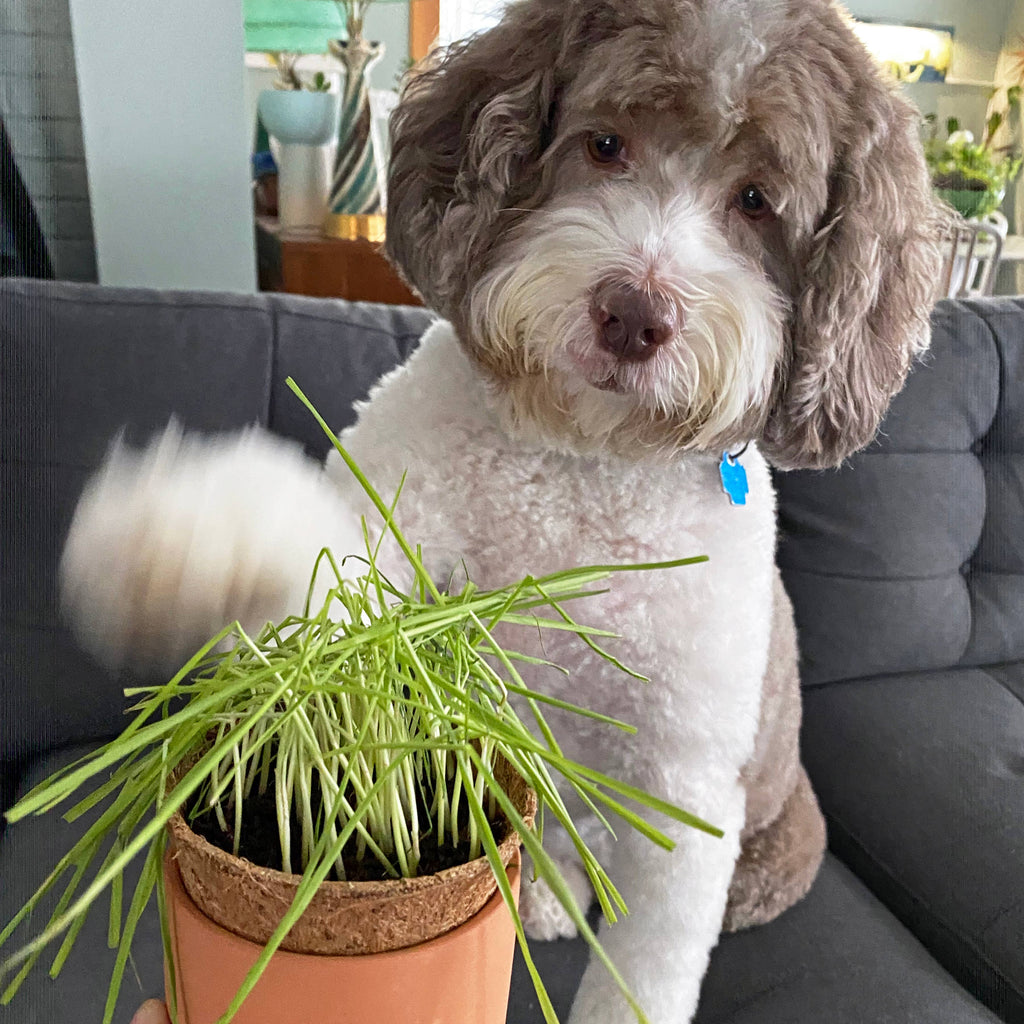 Terracotta Pet Grow Kits